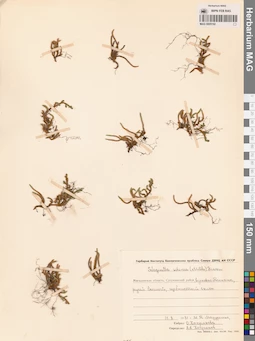 MAG 0005192