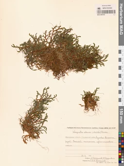 MAG 0005193