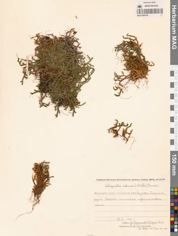 MAG 0005194
