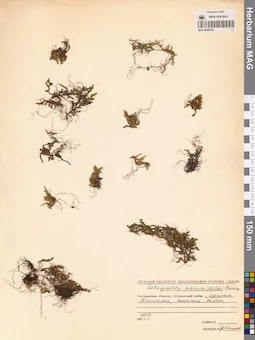 MAG 0005195