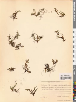 MAG 0005197