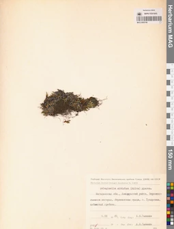 MAG 0005198