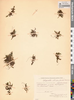 MAG 0005199