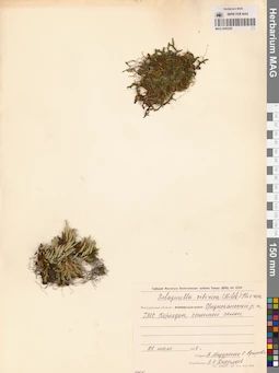 MAG 0005200