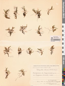 MAG 0005202
