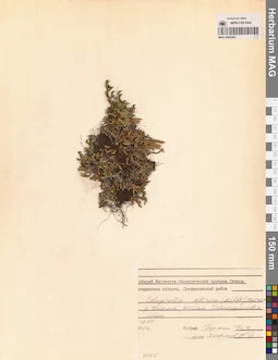 MAG 0005204