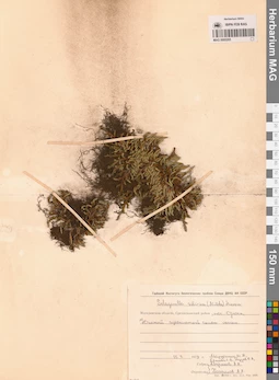 MAG 0005205