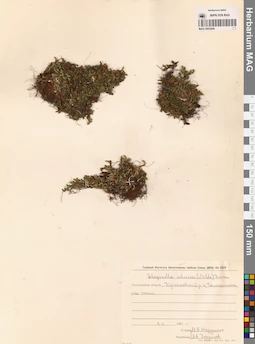 MAG 0005206