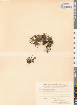 MAG 0005208