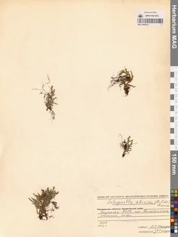 MAG 0005210