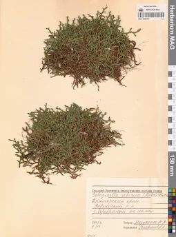 MAG 0005212