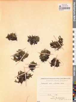 MAG 0005215