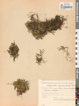 MAG 0005089