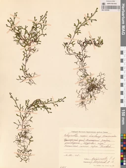 MAG 0005098