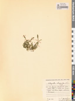 MAG 0005101