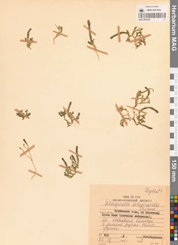 MAG 0005102