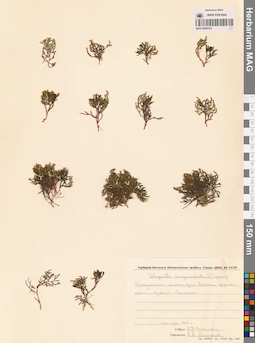 MAG 0005103