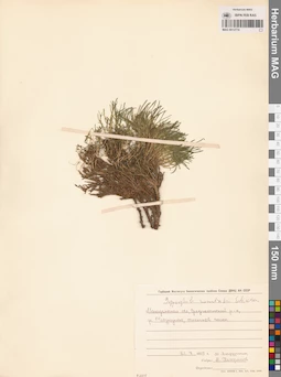 MAG 0012774