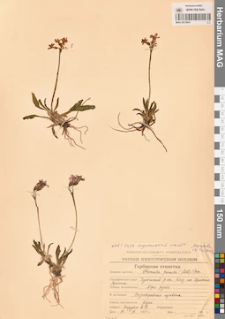MAG 0015641