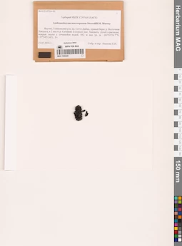 MAG 1000426