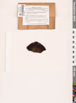 MAG 1004565