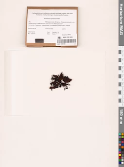 MAG 1000435