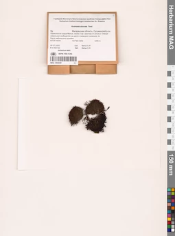 MAG 1003049