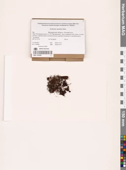 MAG 1003090