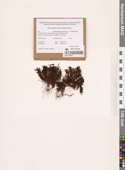 MAG 1000438