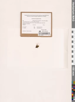 MAG 1000976