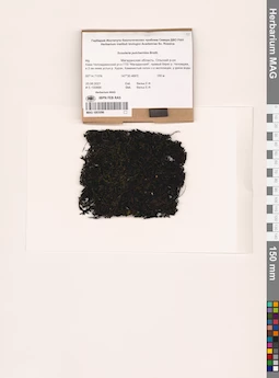 MAG 1003096