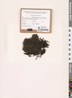 MAG 1003043