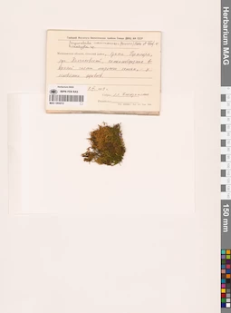 MAG 1004212