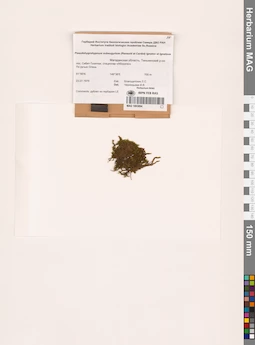 MAG 1003894