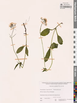 MAG 0024296