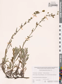 MAG 0024297