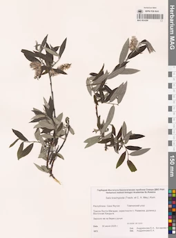 MAG 0024299