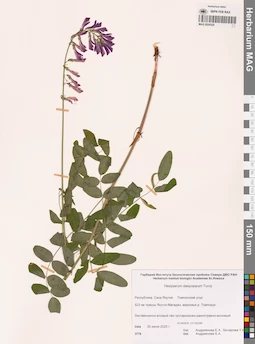 MAG 0024320