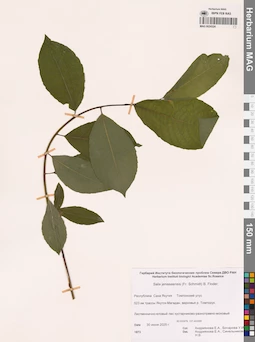 MAG 0024324