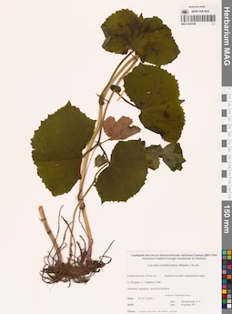 MAG 0024348