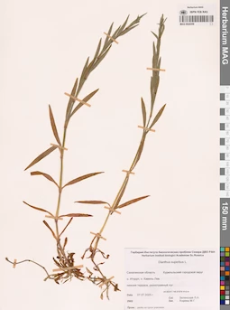 MAG 0024356