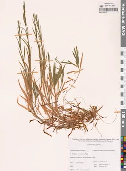 MAG 0024357
