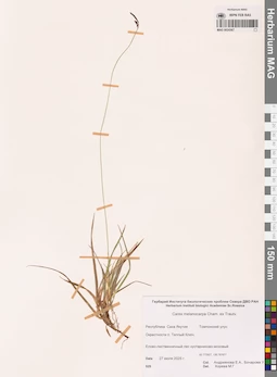 MAG 0024367