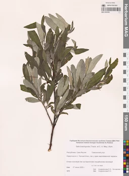 MAG 0024384
