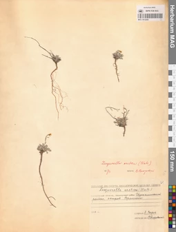 MAG 0012656