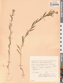 MAG 0024385