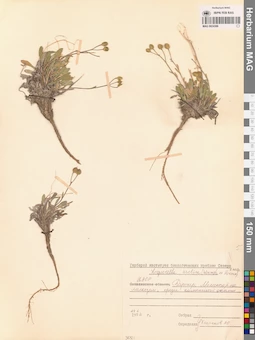 MAG 0024386