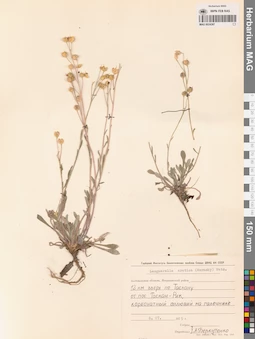 MAG 0024387