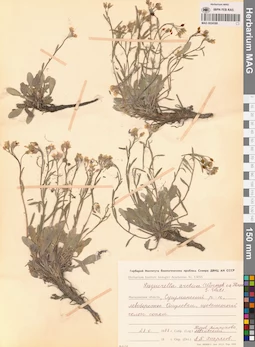 MAG 0024388