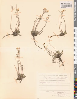 MAG 0024389